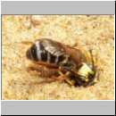 Cerceris rybyensis - Knotenwespe 21 Furchenbiene wird ins Nest gezogen.jpg
